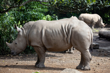 Fototapeta premium The white rhinoceros, white rhino or square-lipped rhinoceros (Ceratotherium simum) closeup from side view