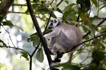 Ring-tailed lemur on branch, The ring-tailed lemur (Lemur catta) on tree