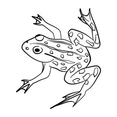 Toad Outline for Coloring Book for Kids, Vector Illustration Isolated on White, Products for Children