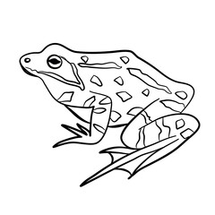 Sitting Toad and Frog Outline Cartoon Amphibians Animal Icon, Vector Illustration