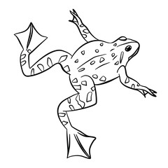 Frog Outline and Cartoon Amphibians Animal Icon, Vector Illustration
