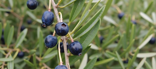 Obraz premium A bunch of blueberries hanging from a tree branch.