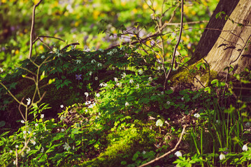 Flowering green forest with white flowers, spring nature background