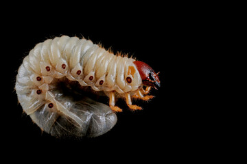 Horn beetle larvae (Oryctes rhinoceros) closeup on isolated background