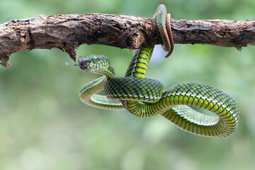 Trimeresurus calamitas with defensive position on branch, Trimeresurus calamitas on tree, Indonesian viper snake