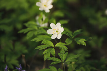 White anemone flowers growing in spring forest, natural seasonal background