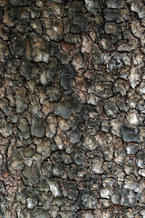 Dry tree bark texture background, Background of dry tree bark with cracks