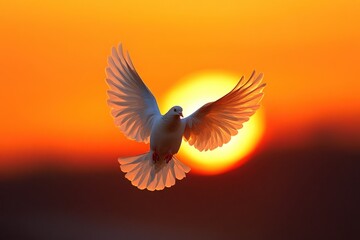Obraz premium White dove flying against the setting sun.