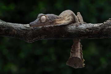 Leaf-tailed gecko (Uroplatus henkeli) closeup on tree, Leaf-tailed gecko (Uroplatus henkeli) perched on a loganimal, animals, arboreal, beautiful, black, brown, camouflage, camouflaged, close up, coas