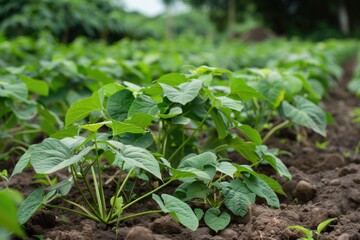 Obraz premium Sweet Potato Farm. Asian Agriculture Day: Green Leafy Garden Background