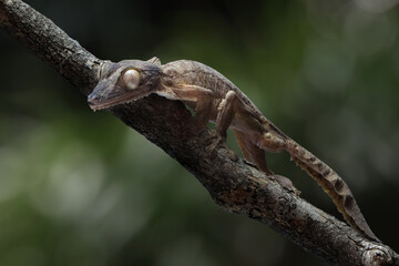 Leaf-tailed gecko (Uroplatus henkeli) closeup on tree, Leaf-tailed gecko (Uroplatus henkeli) perched on a loganimal, animals, arboreal, beautiful, black, brown, camouflage, camouflaged, close up, coas
