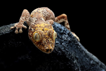 Spiny-tailed gecko (Strophurus ciliaris) closeup on rock, Northern spiny-tailed gecko isolated on black background