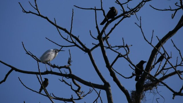White bird surrounded by crows and other birds enjoying the calm breeze of wind in a leafless tree.
