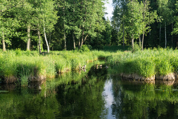 natural summer landscape with a quiet swampy river