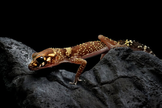 Underwoodisaurus milii isolated on white background, Thick-tailed or barking gecko isolated on white background - Powered by Adobe