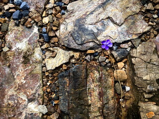 Delicate Purple Flower Among Multicolored Rough Rocks, Symbolizing Nature's Resilience