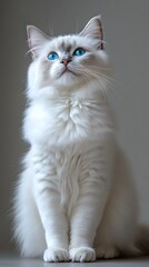 Cute White Cat with Blue Eyes