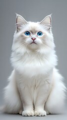Cute White Cat with Blue Eyes