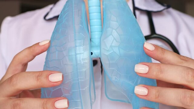 Doctor hand holding simple human lungs model close up. Lung Cancer, Asthma, Chronic Obstructive Pulmonary or COPD, Bronchitis, Emphysema, Cystic Fibrosis, Bronchiectasis, Pneumonia
