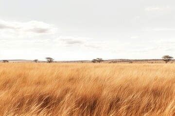 African Savannah grass field grassland outdoors savanna.