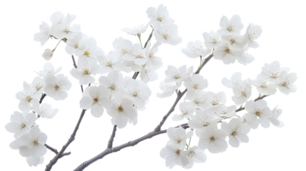 White cherry blossoms blooming on a tree branch in spring