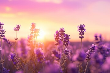 Fototapeta premium Lavender field sunset serenity