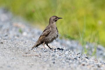 Common starling on the ground