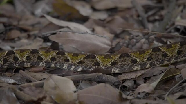 the cryptic snakes that vanish into their leafy surroundings.