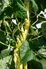 Yellow pole beans growing in the garden in summer.