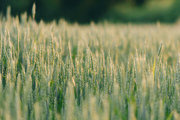 Checking the yield of grain crops at sunset. Man conducts experiments in field conditions.
