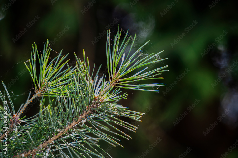 Wall mural black pine needles in the summer forest.