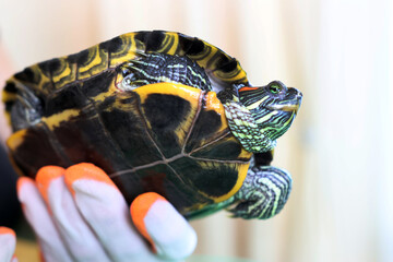 People care for and play with a pet red-eared turtle.
