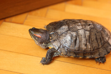 People care for and play with a pet red-eared turtle.
