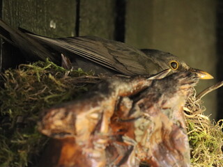 Amselmutter mit Jungen 