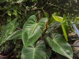 Philodendron erubescens trees in the wild