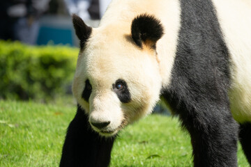 Naklejka premium Panda/パンダ