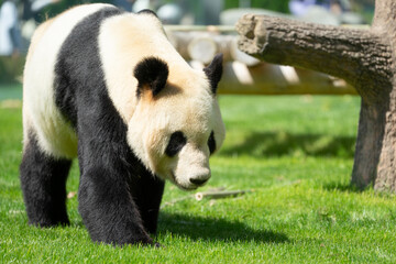 Obraz premium パンダ / Panda