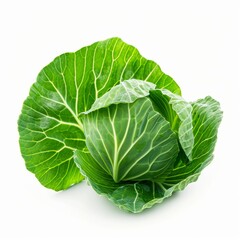 Obraz premium Cabbage leaves isolated on white background
