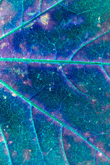 Abstract Close Up of and Autumn Leaf Veins in Blues For Background © squeebcreative