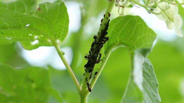 Aphids, black fly (black bean aphids, blackfly) and ants on leaves of a broad bean plant in the garden close up