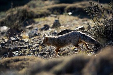 Patagonia Grey Fox, Pseudalopex griseus, Torres del Paine National Park, Chile