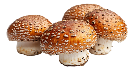 a group of mushrooms with white spots

