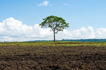 Obraz premium A single tree stands in a freshly plowed field, highlighting deforestation and agricultural expansion against a backdrop of clouds and forest