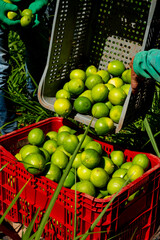 man's hand putting freshly picked organic lime in boxes, agroforestry system