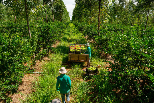 organic limes plantation workers loading boxes with freshly picked limes into small tractor.