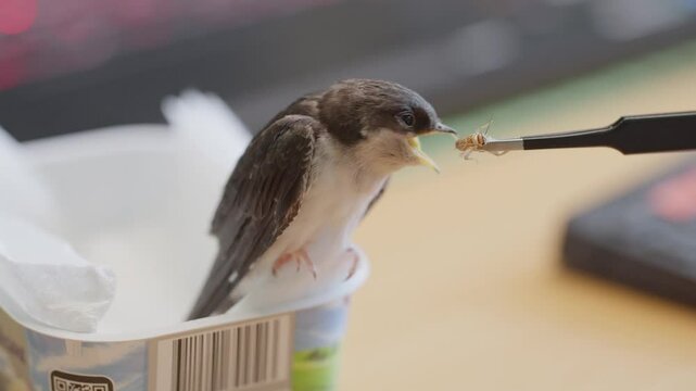 Junge gerettete Mehlschwalbe wird mit Heimchen gef&uuml;ttert und aufgepeppelt f&uuml;r ihren ersten Flug