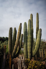 A towering cluster of columnar cacti rises against a cloudy sky, showcasing their height and natural form in the desert landscape