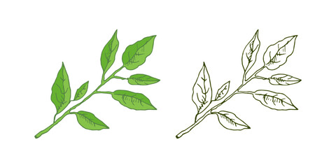 Hand drawn vector sketch of lemon tree branch with  leaves.  Great for poster, menu or label.