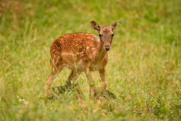 Female Fallow Deer, Dama dama, grazing on autumn colored meadow. Wildlife scene in Europe.
