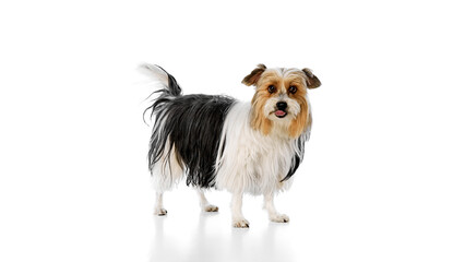 Small, fluffy dog, Biewer Yorkshire Terrier with black, white, and brown fur, standing and looking at camera isolated on white studio background. Concept of animal theme, pet care, grooming, vet
